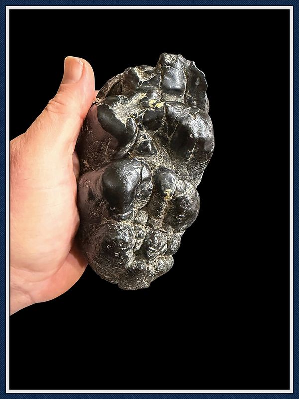 ~ South Carolina ~ Pleistocene ~ Gomphothere Elephant ~
