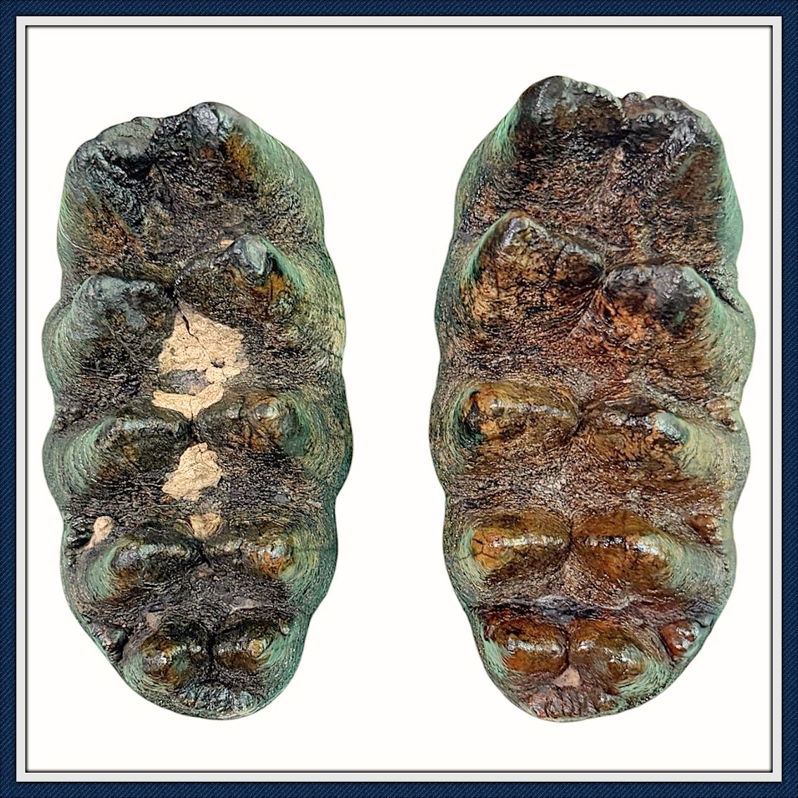 ~ Withlacoochee River Florida ~ Matching Set Mastodon Teeth ~ ON HOLD