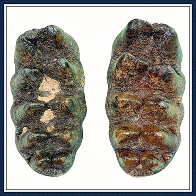 ~ Withlacoochee River Florida ~ Matching Set Mastodon Teeth ~ ON HOLD