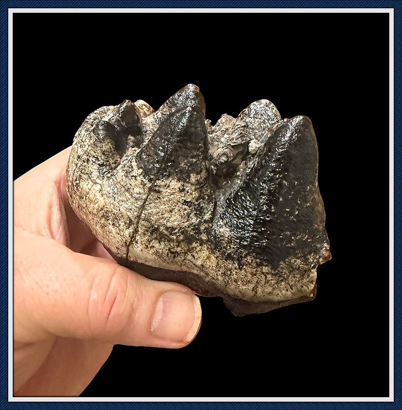 ~ Santa Fe River Florida ~ Mastodon Tooth Partial ~
