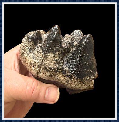 ~ Santa Fe River Florida ~ Mastodon Tooth Partial ~