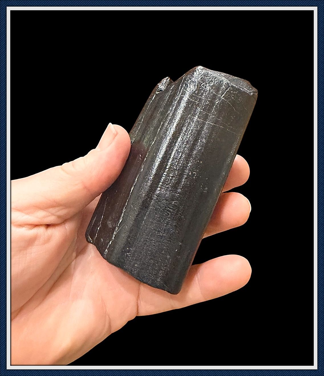 ~ Sarasota Co. Florida ~ Eremotherium Giant Ground Sloth Tooth  ~ Off the Coast of Venice Beach