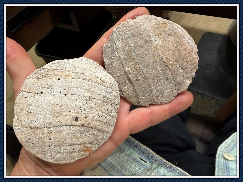 ~ 2 Preform Shell Gorgets ~ Tick Island ~ Volusia Co. Florida ~