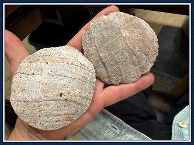 ~ 2 Preform Shell Gorgets ~ Tick Island ~ Volusia Co. Florida ~