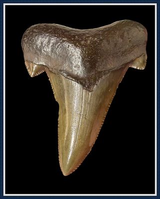 ~ 2 1/4" Suwannee River 45 Million Yr. Old ~ Auriculatus Shark Tooth ~ No. 3