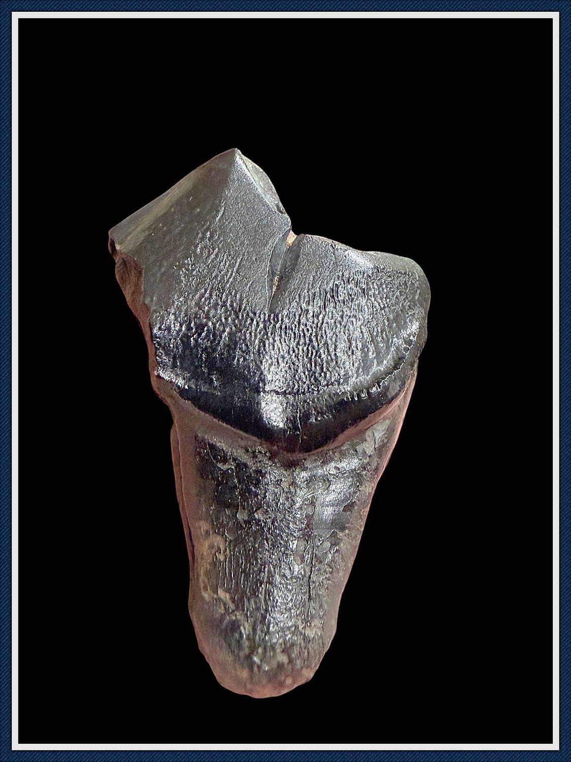 ~ Suwannee River Florida ~ Dire Wolf Tooth ~
