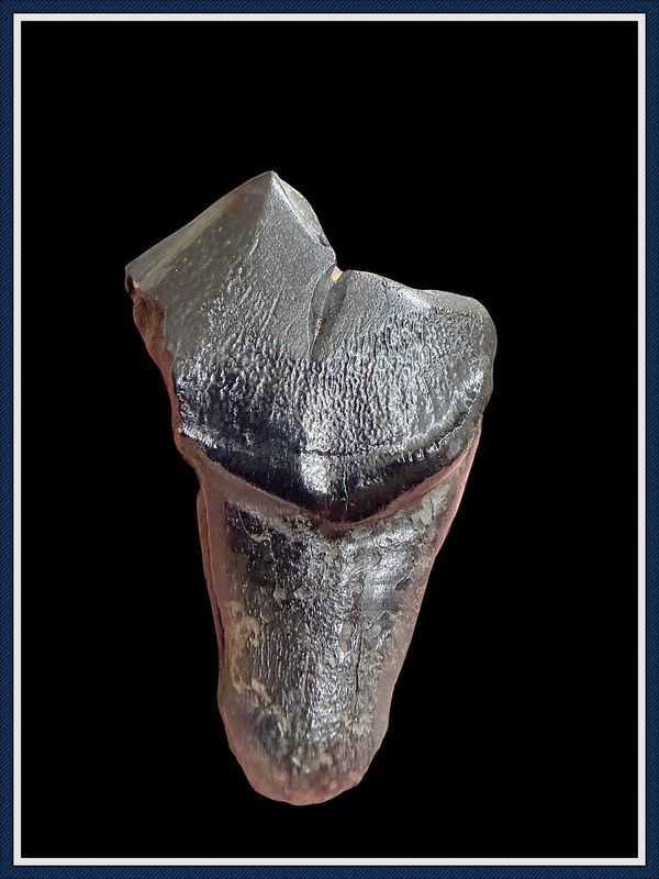 ~ Suwannee River Florida ~ Dire Wolf Tooth ~