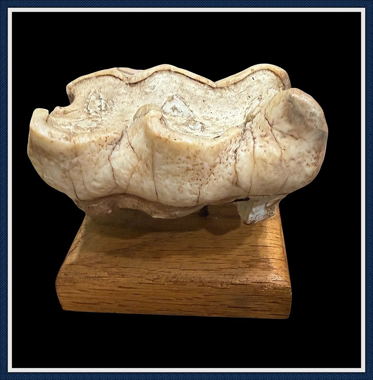 ~ Haile Quarry Site ~ Newberry Florida ~ Mastodon Tooth ~