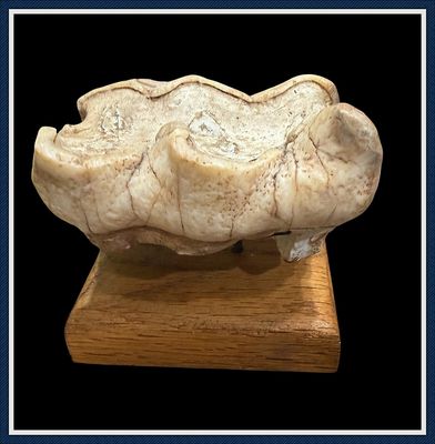 ~ Haile Quarry Site ~ Newberry Florida ~ Mastodon Tooth ~