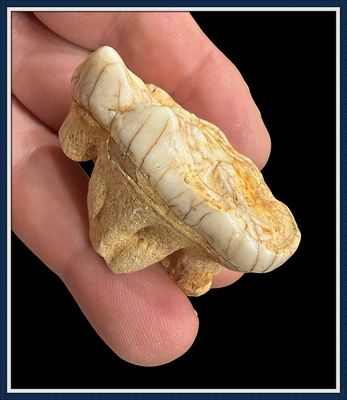 ~ Eurasian Cave Bear ~ Ice Age Bear Tooth ~
