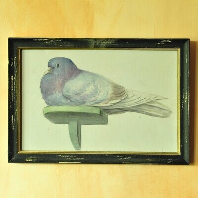 Duif vintage-look illustratie in houten lijst