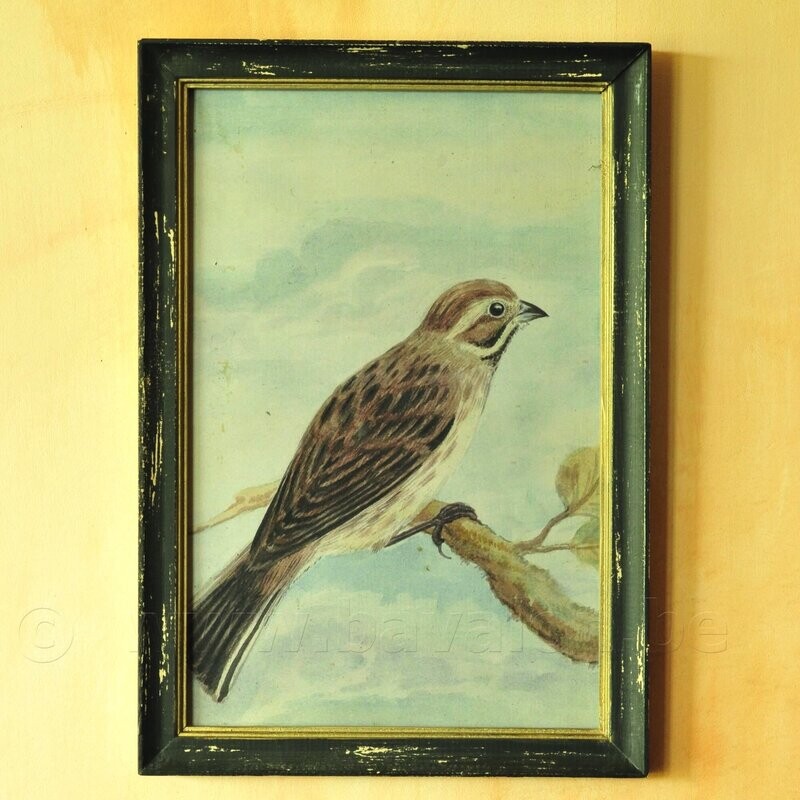 Vogel vintage-look illustratie in houten lijst
