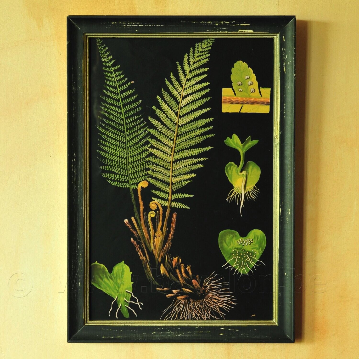 Botanische illustratie vintage-look in houten lijst