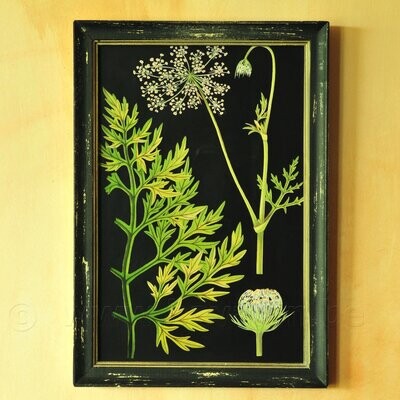 Botanische illustratie vintage-look in houten lijst