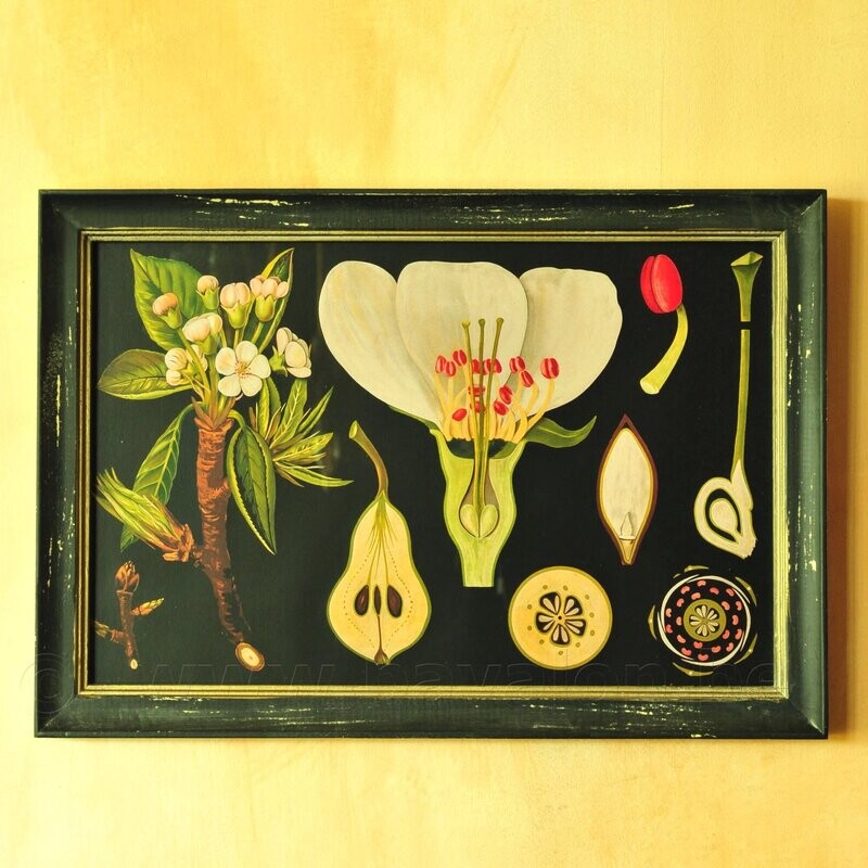 Botanische illustratie vintage-look in houten lijst
