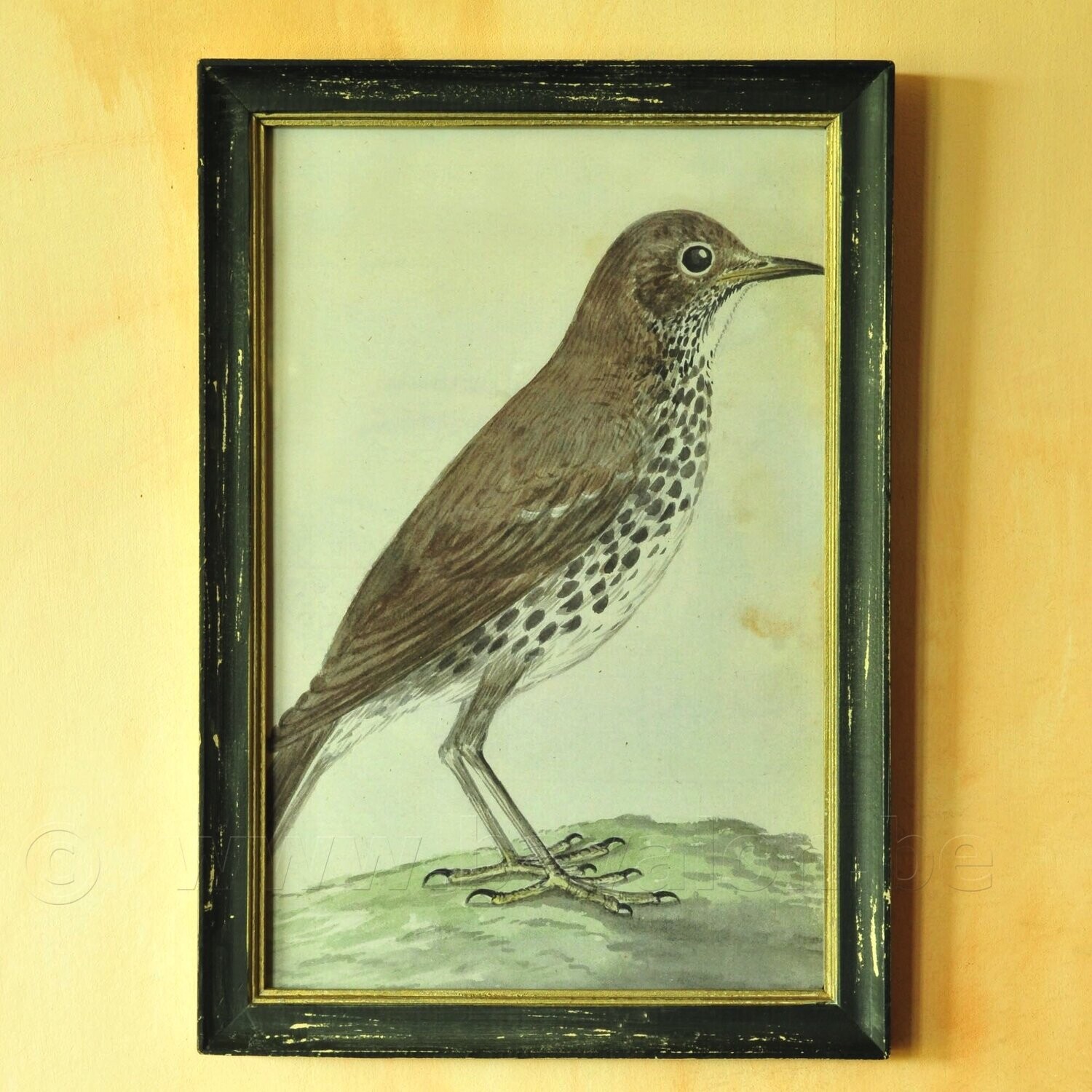 Vogel vintage-look illustratie in houten lijst