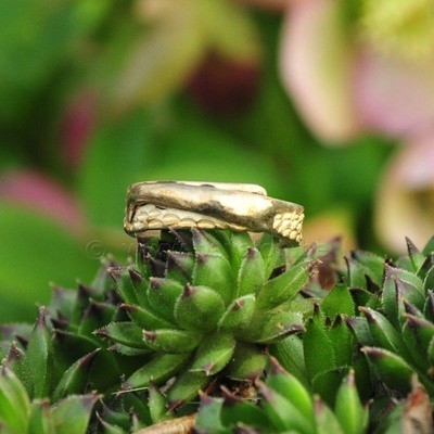 Ring in massief zilver - UNICA - Alex Fabry (België) - Maat57,5