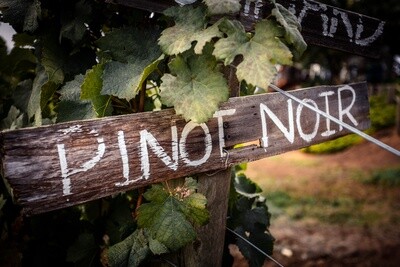 Pinot Noir