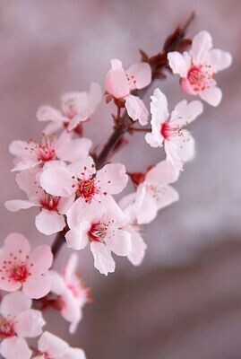 Blossom