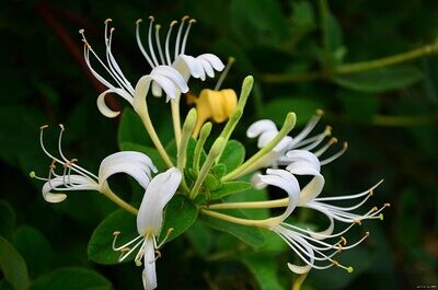 Honeysuckles
