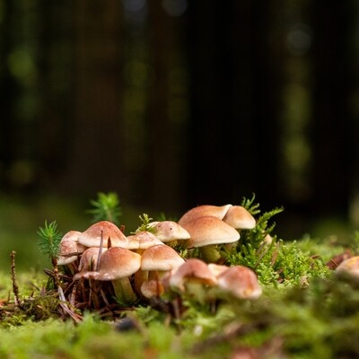 Forest Floor