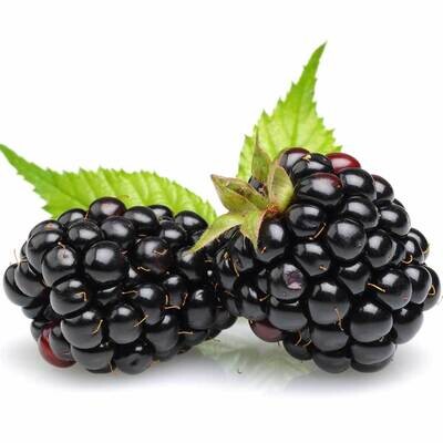 Blackberry