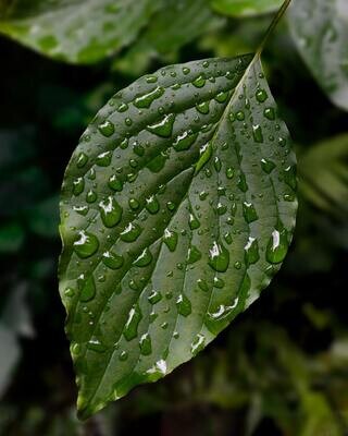 Wet Leaves