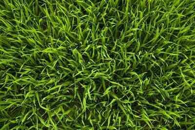 Grass