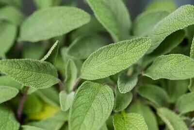 Sage