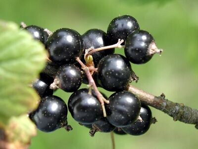 Blackcurrant