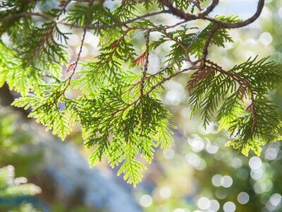 Cedar