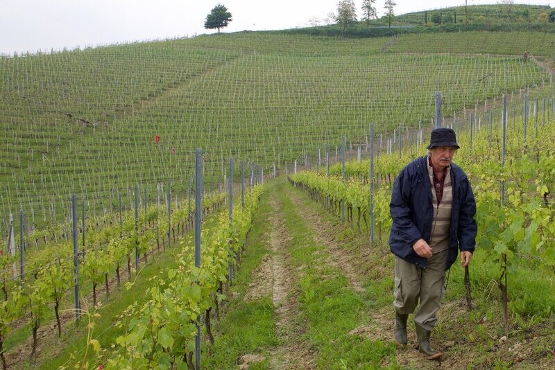Poderi Colla Pian Balbo Dolcetto d'Alba 2020