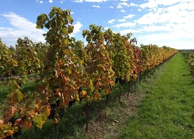 Moric  Blaufrankisch Burgenland 2020