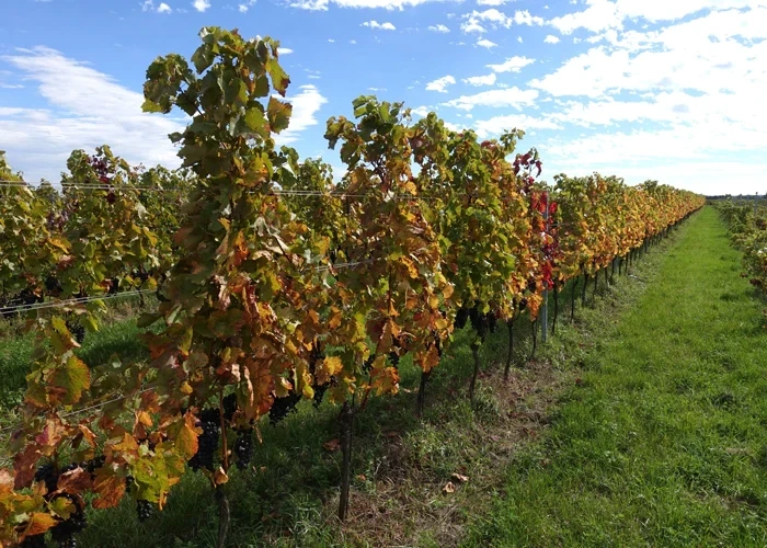 Moric Reserve Blaufrankisch 2017