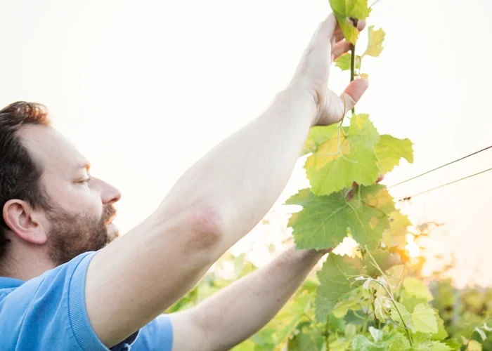 Wenzel Blaufrankisch Aus Dem Kalk 2020