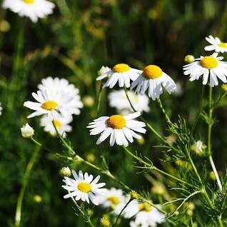Chamomile