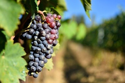 Sangiovese