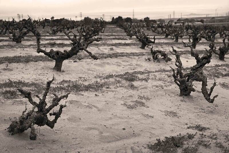 Sandlands Vineyards Red Table Wine 2021
