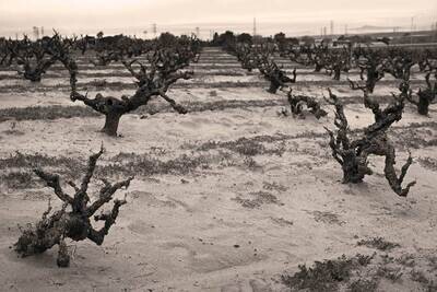 Sandlands Vineyards Red Table Wine 2021