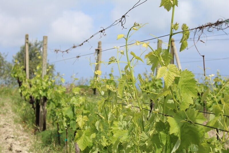 Bonavita Rosso Terre Siciliane 2019