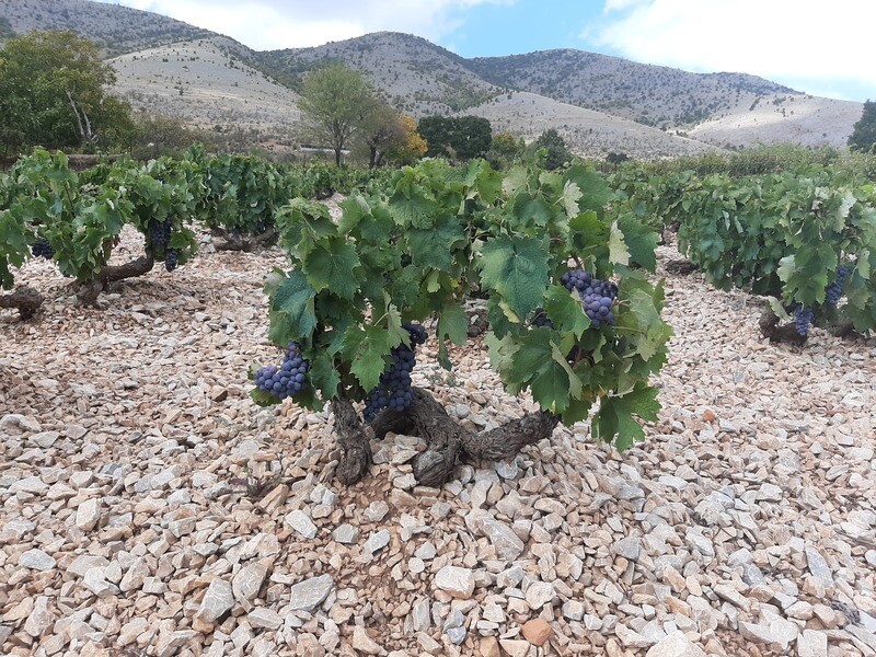 Diamantis Winery Magoutes Vineyard Xinomavro 2018