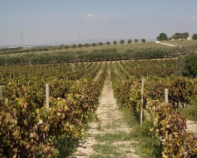 Cantina Marilina Sikele Grecanico Terre Siciliane IGT