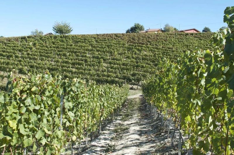 Damilano Moscato D'Asti 2025