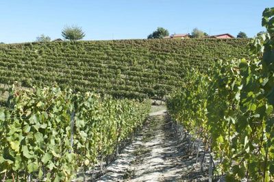 Damilano Moscato D'Asti 2025