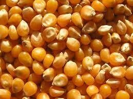 Indian Corn