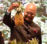 Tripura Queen Pineapple