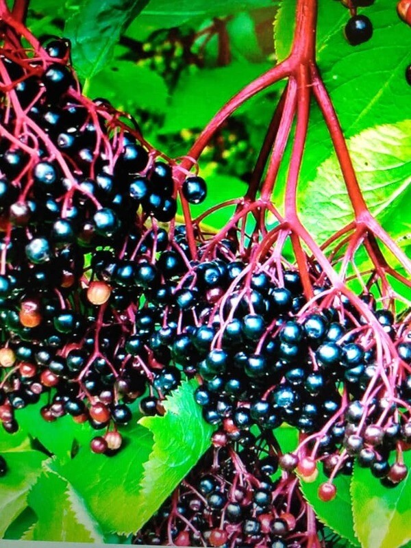 Elderberry Cuttings