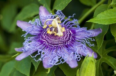 Passion Flower Extract 60 ML