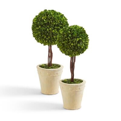 Preserved Boxwood Topiary S/2
