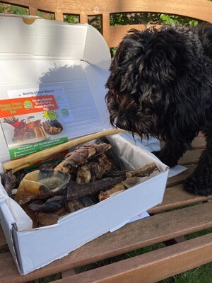 A black poodle picking a natural dog treat from his subscription treat box.
